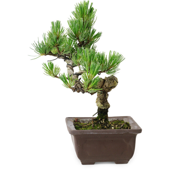 Pinus parviflora, 19 cm, ± 8 anni