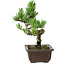 Pinus parviflora, 19 cm, ± 8 anni