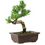 Pinus parviflora, 19 cm, ± 8 años de edad