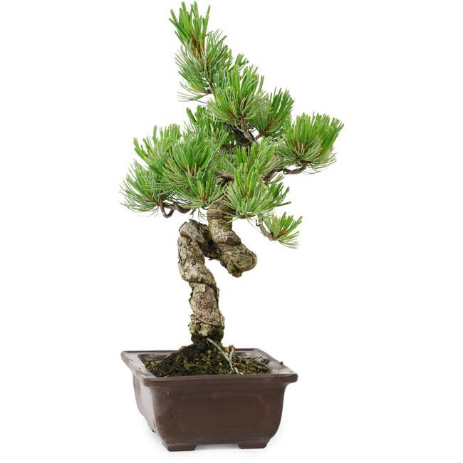 Pinus parviflora, 30 cm, ± 8 years old