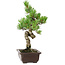 Pinus parviflora, 30 cm, ± 8 anni