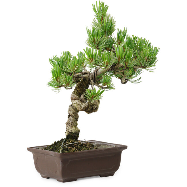 Pinus parviflora, 30 cm, ± 8 años de edad