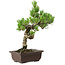 Pinus parviflora, 30 cm, ± 8 jaar oud