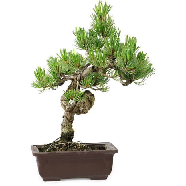 Pinus parviflora, 30 cm, ± 8 anni