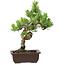 Pinus parviflora, 30 cm, ± 8 anni