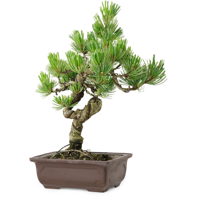 Pinus parviflora, 30 cm, ± 8 Jahre alt
