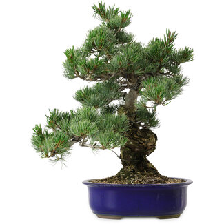 Pinus parviflora, 40 cm, ± 30 anni