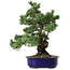 Pinus parviflora, 40 cm, ca. 30 Jahre alt, mit einem Wurzelansatz von 12 cm