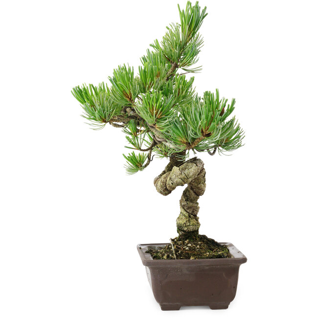 Pinus parviflora, 30 cm, ± 8 years old