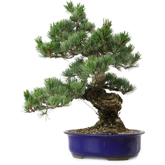 Pinus parviflora, 40 cm, ± 30 anni, con nebari di 12 cm