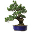 Pinus parviflora, 40 cm, ca. 30 Jahre alt, mit einem Wurzelansatz von 12 cm