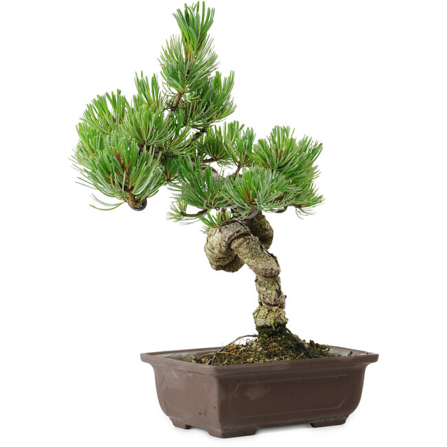 Pinus parviflora, 30 cm, ± 8 years old