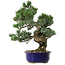 Pinus parviflora, 40 cm, ± 30 ans, avec un nebari de 12 cm