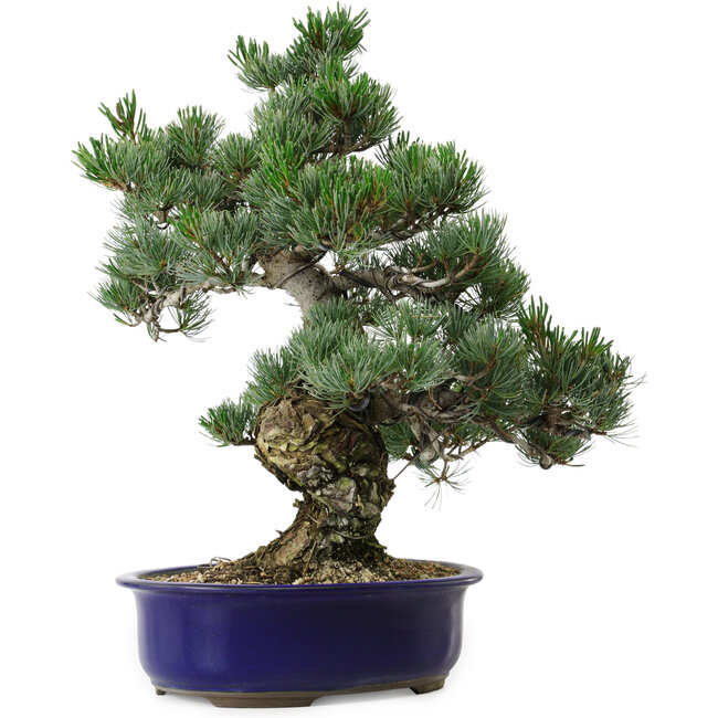 Pinus parviflora, 40 cm, ± 30 years old, with a nebari of 12 cm