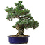 Pinus parviflora, 40 cm, ± 30 años de edad, con un nebari de 12 cm.