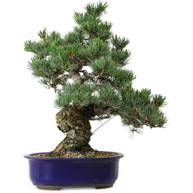 Pinus parviflora, 40 cm, ± 30 años de edad, con un nebari de 12 cm.
