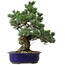 Pinus parviflora, 40 cm, ± 30 anni, con nebari di 12 cm