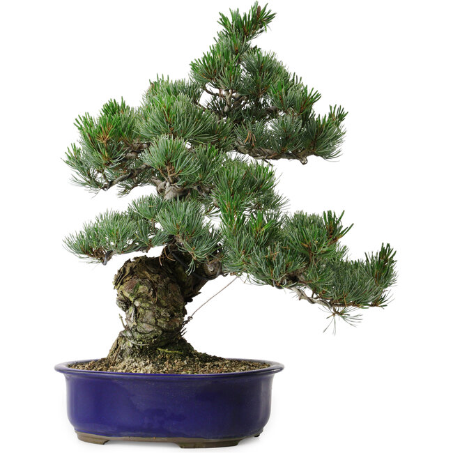 Pinus parviflora, 40 cm, ± 30 years old, with a nebari of 12 cm
