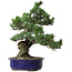 Pinus parviflora, 40 cm, ± 30 jaar oud, met een nebari van 12 cm.