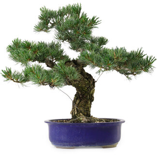 Pinus parviflora, 40 cm, ± 30 anni