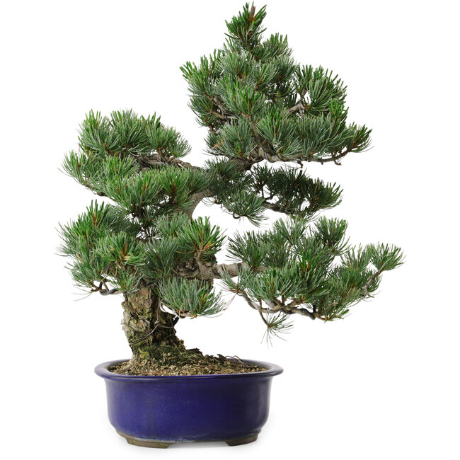 Pinus parviflora, 40 cm, ± 30 años de edad, con un nebari de 12 cm.