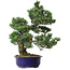 Pinus parviflora, 40 cm, ± 30 anni, con nebari di 12 cm