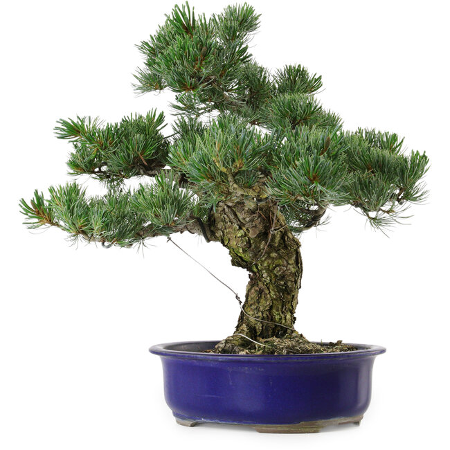 Pinus parviflora, 40 cm, ± 30 jaar oud, met een nebari van 12 cm.