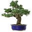 Pinus parviflora, 40 cm, ca. 30 Jahre alt, mit einem Wurzelansatz von 12 cm