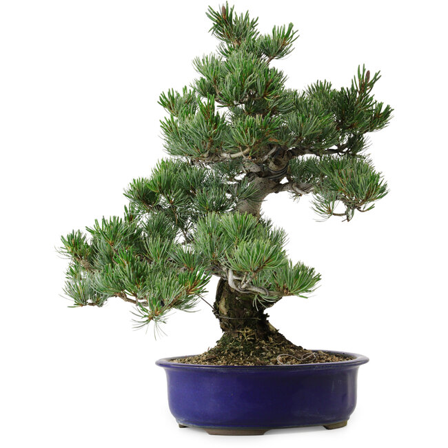Pinus parviflora, 40 cm, ± 30 years old, with a nebari of 12 cm