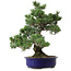 Pinus parviflora, 40 cm, ± 30 ans, avec un nebari de 12 cm