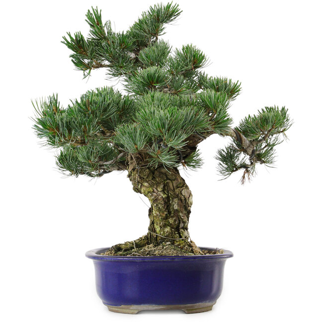 Pinus parviflora, 40 cm, ± 30 years old, with a nebari of 12 cm