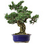 Pinus parviflora, 40 cm, ± 30 años de edad, con un nebari de 12 cm.