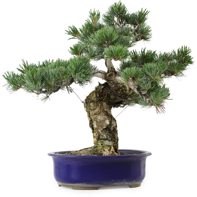 Pinus parviflora, 40 cm, ± 30 jaar oud, met een nebari van 12 cm.