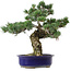 Pinus parviflora, 40 cm, ± 30 years old, with a nebari of 12 cm