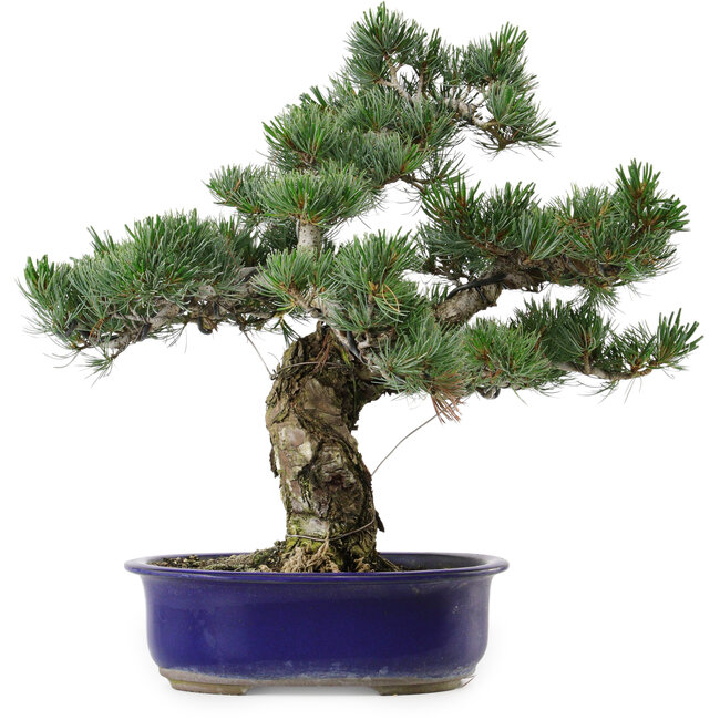 Pinus parviflora, 40 cm, ca. 30 Jahre alt, mit einem Wurzelansatz von 12 cm