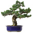 Pinus parviflora, 40 cm, ± 30 years old, with a nebari of 12 cm