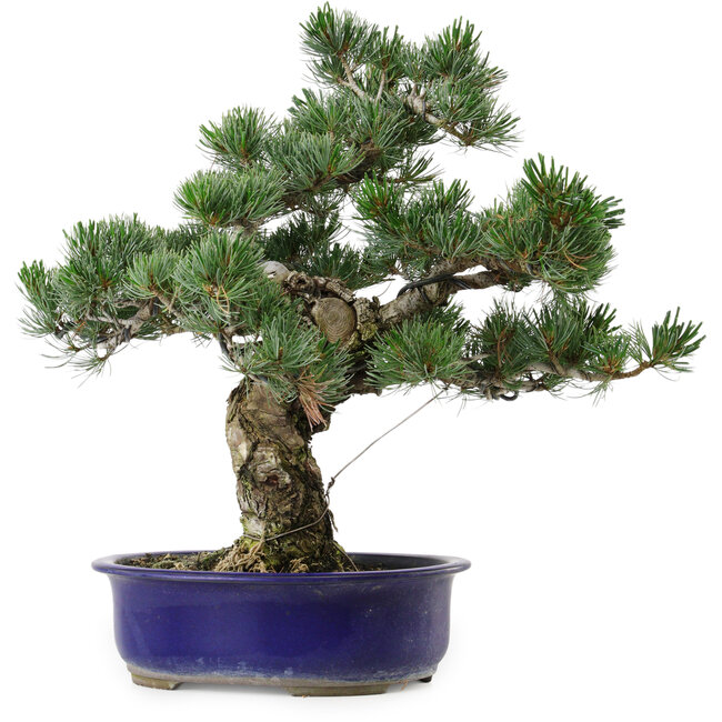 Pinus parviflora, 40 cm, ± 30 años de edad, con un nebari de 12 cm.