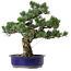 Pinus parviflora, 40 cm, ± 30 years old, with a nebari of 12 cm