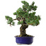 Pinus parviflora, 40 cm, ± 30 years old, with a nebari of 12 cm