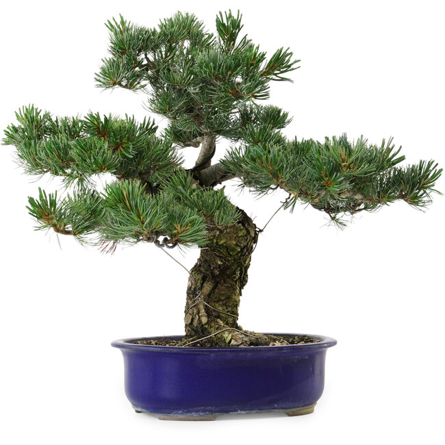 Pinus parviflora, 40 cm, ± 30 anni, con nebari di 12 cm