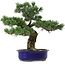 Pinus parviflora, 40 cm, ± 30 years old, with a nebari of 12 cm