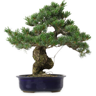 Pinus parviflora, 40 cm, ± 30 years old