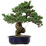 Pinus parviflora, 40 cm, ± 30 anni, con nebari di 12 cm