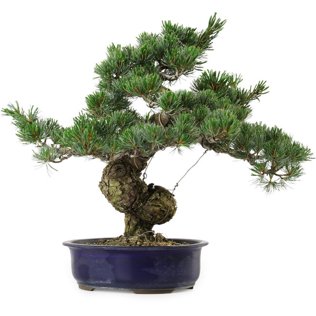Pinus parviflora, 40 cm, ± 30 years old, with a nebari of 12 cm
