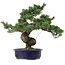 Pinus parviflora, 40 cm, ± 30 años de edad, con un nebari de 12 cm.