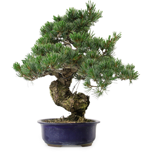 Pinus parviflora, 40 cm, ± 30 anni, con nebari di 12 cm