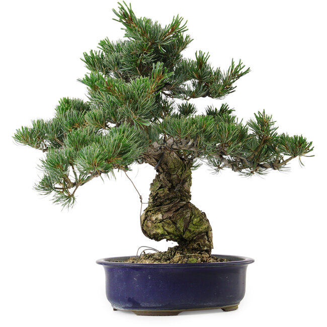 Pinus parviflora, 40 cm, ± 30 years old, with a nebari of 12 cm