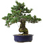 Pinus parviflora, 40 cm, ± 30 años de edad, con un nebari de 12 cm.