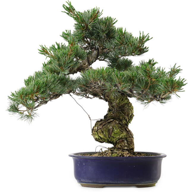 Pinus parviflora, 40 cm, ± 30 anni, con nebari di 12 cm