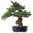 Pinus parviflora, 40 cm, ± 30 anni, con nebari di 12 cm